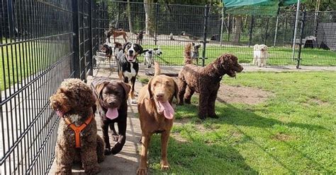 Hondenopvang, dagopvang voor honden in Almere .